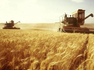 Крымские аграрии уже собрали порядка 40% урожая