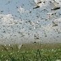 На три района Крыма напала азиатская перелётная саранча