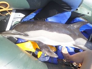 Дельфин попал в канал у городского пляжа Керчи