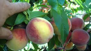 Из частного сада в Сакском районе пытались украсть более ста килограммов персиков