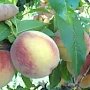 Из частного сада в Сакском районе пытались украсть более ста килограммов персиков