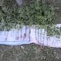 Житель Белогорского района незаконно выращивал коноплю на приусадебном участке