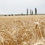 В Крыму в 2017 году урожай зерна составит 1,5-1,6 млн тонн