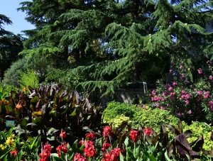 «Крымское лето» в Никитском ботаническом саду