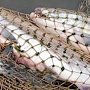 За I полугодие 2017 года ФСБ возбудила 600 дел за незаконную добычу рыбы