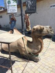 Предприимчивого феодосийца с верблюдом наказали штрафом на 500 рублей за фотосессии