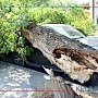 Упавшее в районе симферопольского хлебозавода дерево раздавило внедорожник