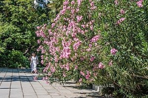 Более 50 сортов олеандра распустились в Никитском ботаническом саду