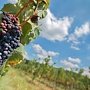 «Массандра» приглашает трудовых туристов собирать виноград