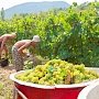 «Массандра» объявила набор рабочих на уборку винограда (РАЗМЕР ЗАРПЛАТ)