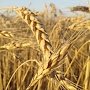 В Крыму рекордный урожай зерна