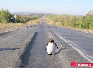 Асфальт пластилинится под крымским солнцем