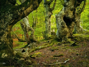 До конца августа введён запрет на посещение крымских лесов