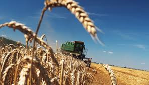 Сельскохозяйственные отрасли Крыма получили финподдержку в размере 2 млрд рублей, — замглавы Минсельхоза РК