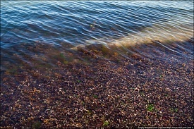 Евпаторийские пляжи атаковали морские водоросли