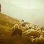 Пастуха из Белогорского района даже исправительные работы не принудили выплатить алименты