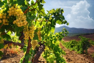 В Крыму увеличат количество виноградников