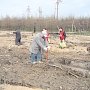 Рязанская область. Высаженные комсомольцами шесть лет назад саженцы сосны превратились в лесной участок