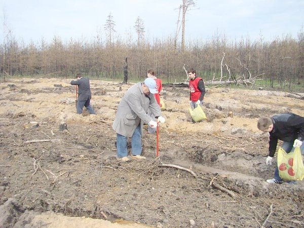 Рязанская область. Высаженные комсомольцами шесть лет назад саженцы сосны превратились в лесной участок