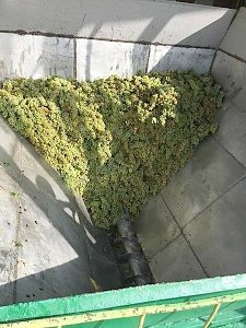 «Массандра» приступила к переработке винограда нового урожая