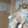 В Крым снова пытались незаконно ввезти 5 котов и 8 собак
