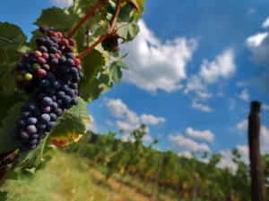 У виноградарства и виноделия в Крыму давние традиции, уходящие корнями в античность, — Аксёнов