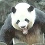 Огромные панды грабят туристов на набережной Ялты