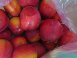 В Крым настырно пытаются ввезти из Украины персики, заражённые плодожоркой