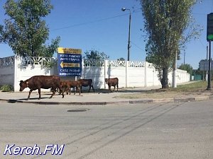 В Керчи по проезжей части гуляли коровы