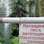 В Крыму продлено ограничение на посещение леса