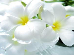 Благотворительная акция «Белый цветок» произойдёт в Феодосии