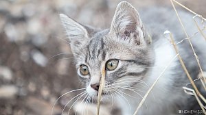 В Севастополе массово гибнут котята – горожане обвиняют зоозащитников