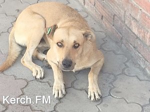 В Керчи около центрального рынка появились бездомные собаки с бирками в ушах