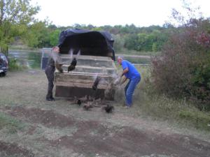 В охотничьи угодья Крыма выпустили полтысячи взрослых фазанов
