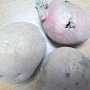 В Крым из Украины пытались ввезти картофель, заражённый молью