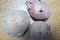 В Крым незаконно пытались ввезти картофель, баклажаны и помидоры
