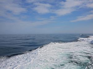Прокуратура проверяет сообщения по факту загрязнения акватории Черного моря в районе Инженерной бухты