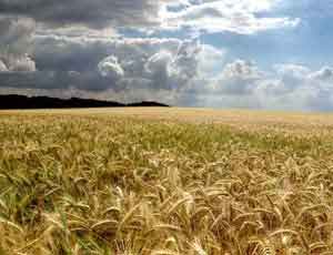 Глобальный рынок не тётка: Минсельхоз США вынужден признать крымское зерно российским