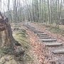 В Крыму проходит акция «Живи лес»