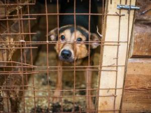 В Евпатории до конца года стерилизуют более тысячи бездомных собак