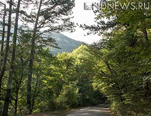 Федеральные субвенции на поддержание крымских лесов вырастут почти в пять раз