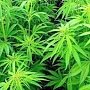 За 50 граммов «марихуаны» жителю Красноперекопского района розит до трёх лет лишения свободы