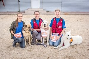 Собаки-спасатели из Севастополя прошли испытания в Ейске