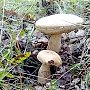 В крымском лесу шесть туристов нашли и съели ядовитый гриб
