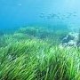 У крымского побережья массово гибнут водоросли, вырабатывающие кислород