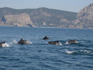 Рост числа выбросившихся или раненых дельфинов свидетельствует об увеличении популяции млекопитающих, — специалист Института морских биоисследований