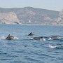Рост числа выбросившихся или раненых дельфинов свидетельствует об увеличении популяции млекопитающих, — специалист Института морских биоисследований