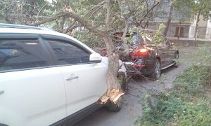 В штормовом столице Крыма на машины падали деревья