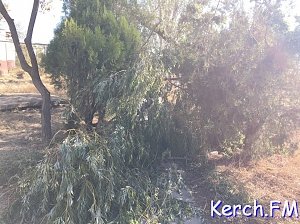 В Керчи дерево упало на пешеходную дорожку