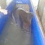 Крымские пограничники пресекли нарушающий закон вывоз двух дельфинов